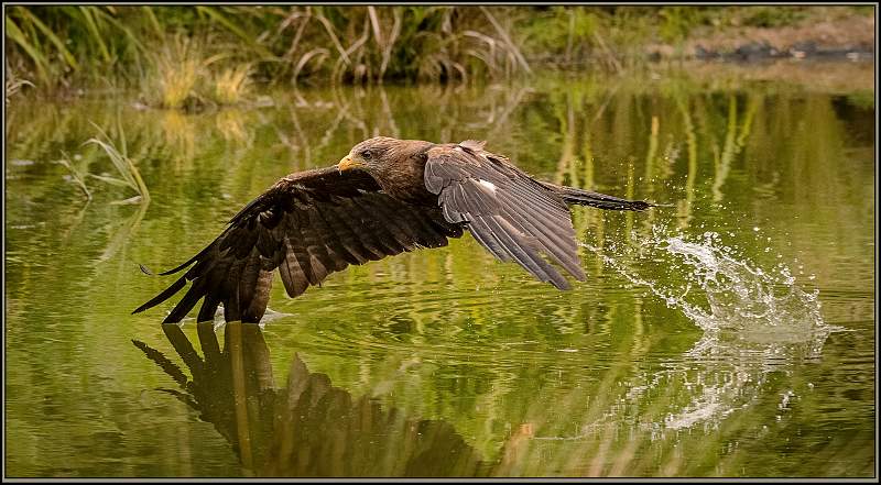 Black Kite Takes The Bait_Matt Clarke.jpg - TLE Birds of Prey